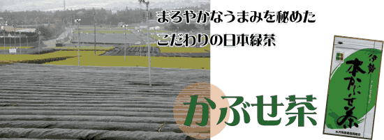 摘み取り前の日光遮断で、香り高く、甘みも上品。伊勢本かぶせ茶