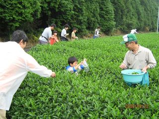 茶摘