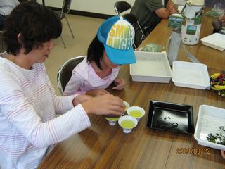 茶摘