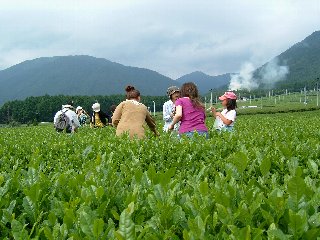 茶摘